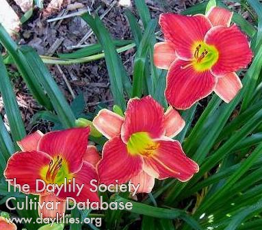 Mordecia AHS image