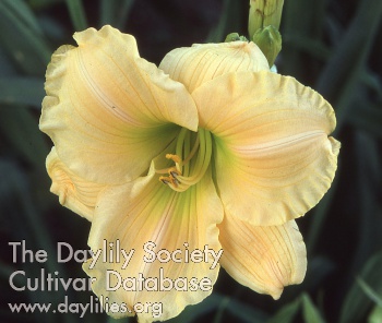 Morning Blossom AHS image