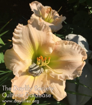Morning Cheerfulness