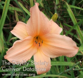 Morning Melody AHS image