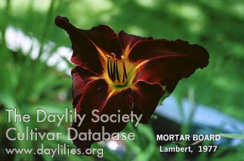 Mortar Board AHS image