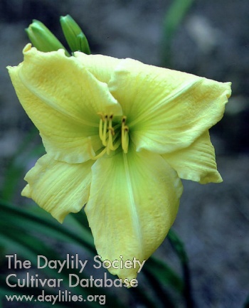 Myrtha Wilson Memorial AHS image