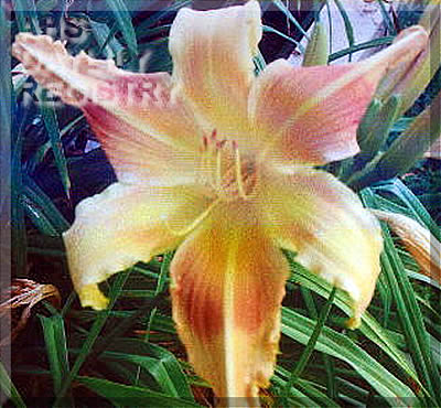 Mystic Lady AHS image