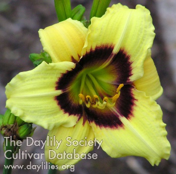 Nacogdoches Pansy AHS image