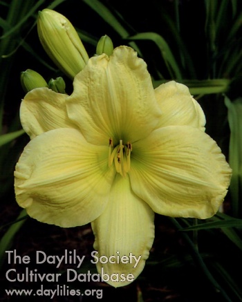 Nancy Bagwell AHS image
