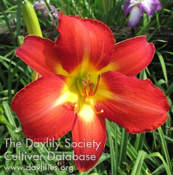 Newberry Amaryllis AHS image