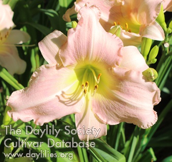 Newberry Orchid AHS image
