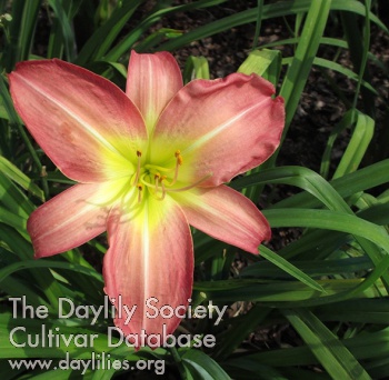 Newberry Rose Giant AHS image