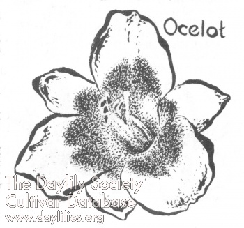 Ocelot