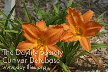 Oh So Orange AHS image