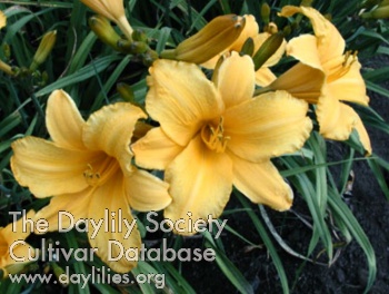 Olallie Allyson