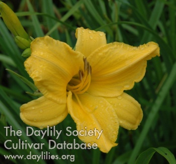Olallie Autumn Gold