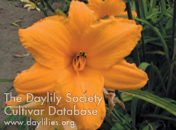 Olallie Betty