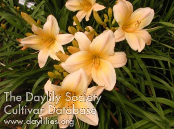 Olallie Dawn AHS image