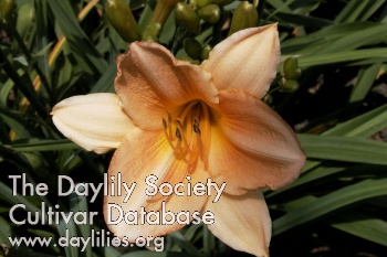 Olallie Daybreak AHS image