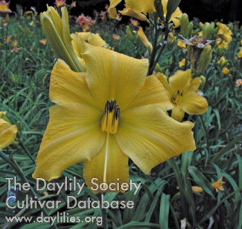 Olallie Denise AHS image
