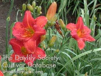 Olallie Firecracker AHS image
