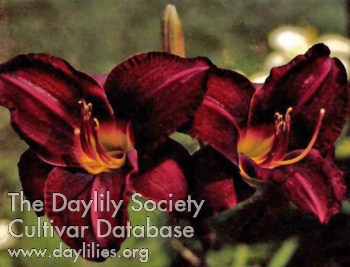 Olallie Flamenco AHS image