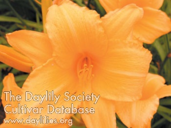 Olallie George Darrow AHS image