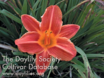Olallie Gold Rim AHS image