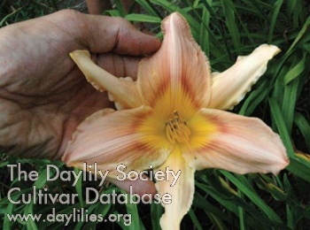 Olallie Jewel AHS image