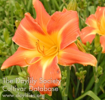 Olallie Kathleen AHS image