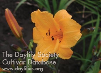 Olallie Lad AHS image