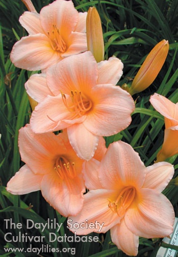 Olallie Lady AHS image