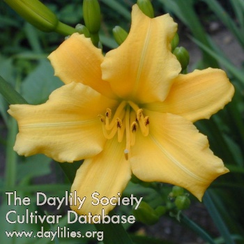 Olallie Lass AHS image