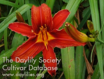 Olallie Late Red AHS image