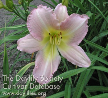 Olallie Lavender AHS image