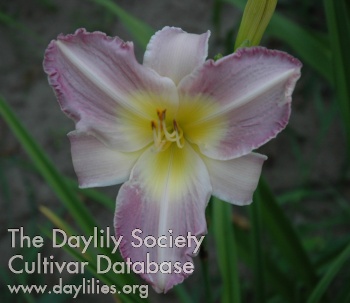 Olallie Light Hearted AHS image