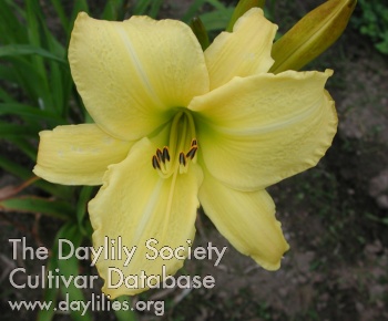 Olallie Lime AHS image