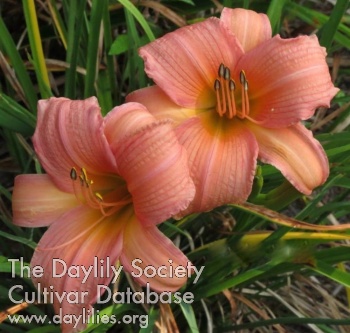 Olallie Mack AHS image
