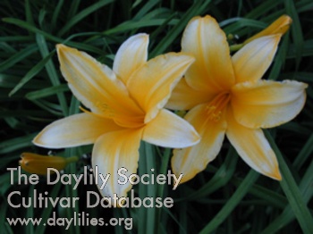 Olallie Orange AHS image