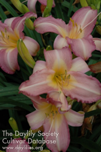 Olallie Orchid AHS image
