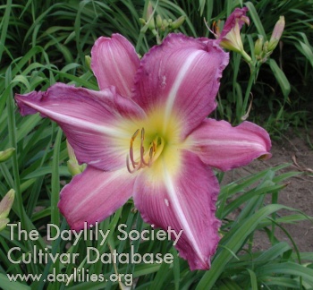 Olallie Perky Purple AHS image