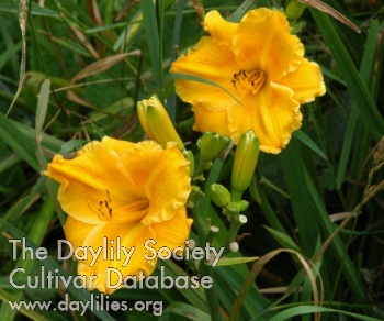 Olallie Petite AHS image