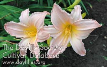 Olallie Pink Lady AHS image