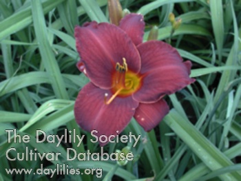 Olallie Red Eagle AHS image
