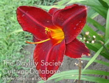 Olallie Royal Velvet AHS image