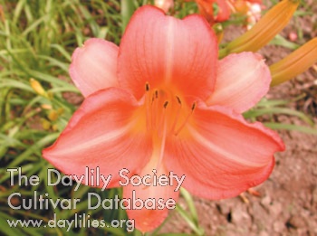 Olallie Sandra AHS image