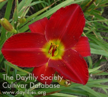 Olallie Shoshanna Marie AHS image