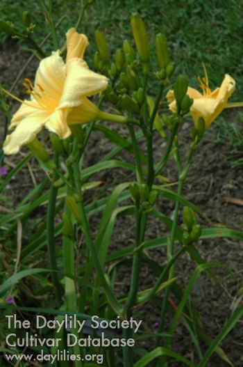 Olallie Yellow Bird AHS image