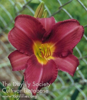 Olive Bailey Langdon AHS image