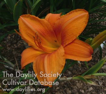 Orange Crown AHS image