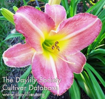 Orchid Ballet AHS image