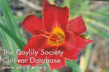 Oriental Ruby AHS image