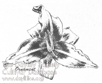 Ornament AHS image