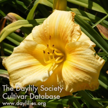 Our De De AHS image